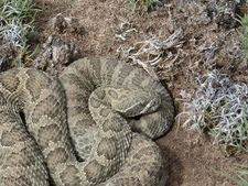 Ratelslang midden in Lightning Fiels  (New Mexico)