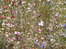 bloemen op Hollywood Boulevard / Walk of Fame (jul